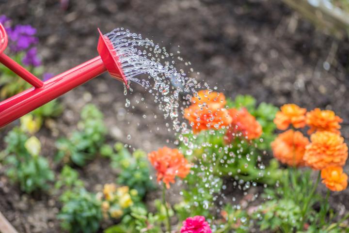 An image of a watering can distributing water over a garden bed of orange flowers. 