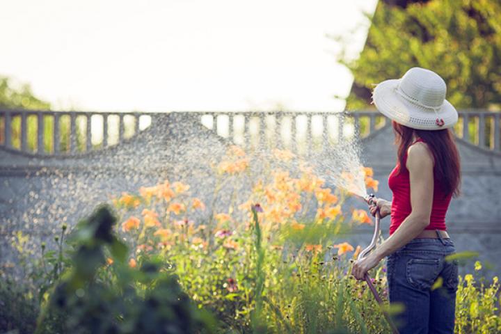 A woman in a hat facing away from the camera watering a garden