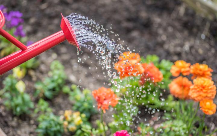 An image of a watering can distributing water over a garden bed of orange flowers. 