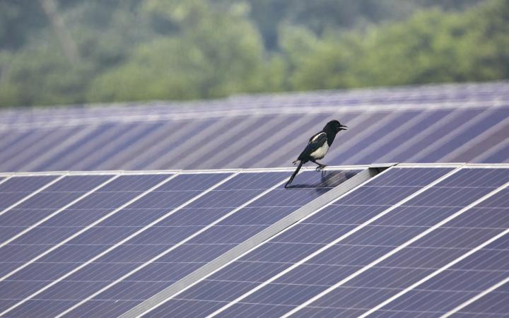 Bird sitting on solar panels