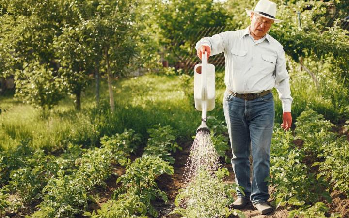 a Man with a Hat Watering Green Plants